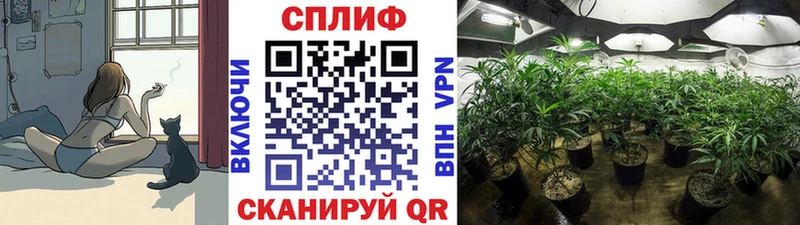 Конопля сатива  где найти   Катав-Ивановск 